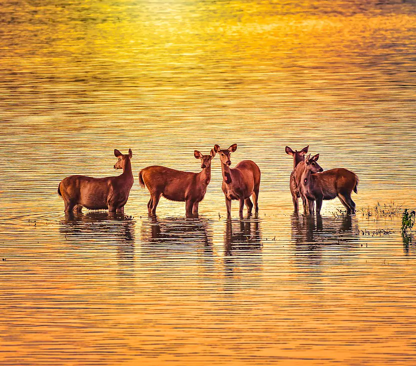 Kaziranga National Park